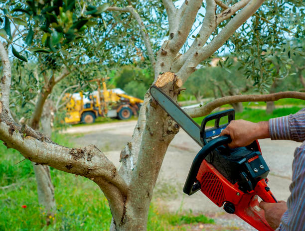 Best Emergency Storm Tree Removal  in Plentywood, MT